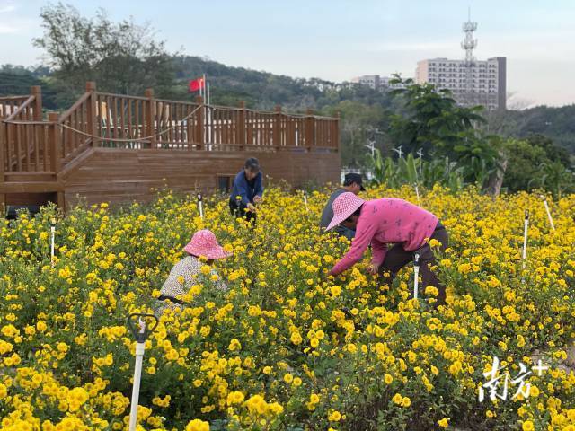 濠江区第四届东湖菊花节，吸引了众多市民游客前去观赏。