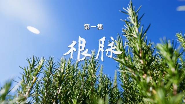 《莲开濠江》第一集：根脉 | 澳门回归廿五载主题纪录片