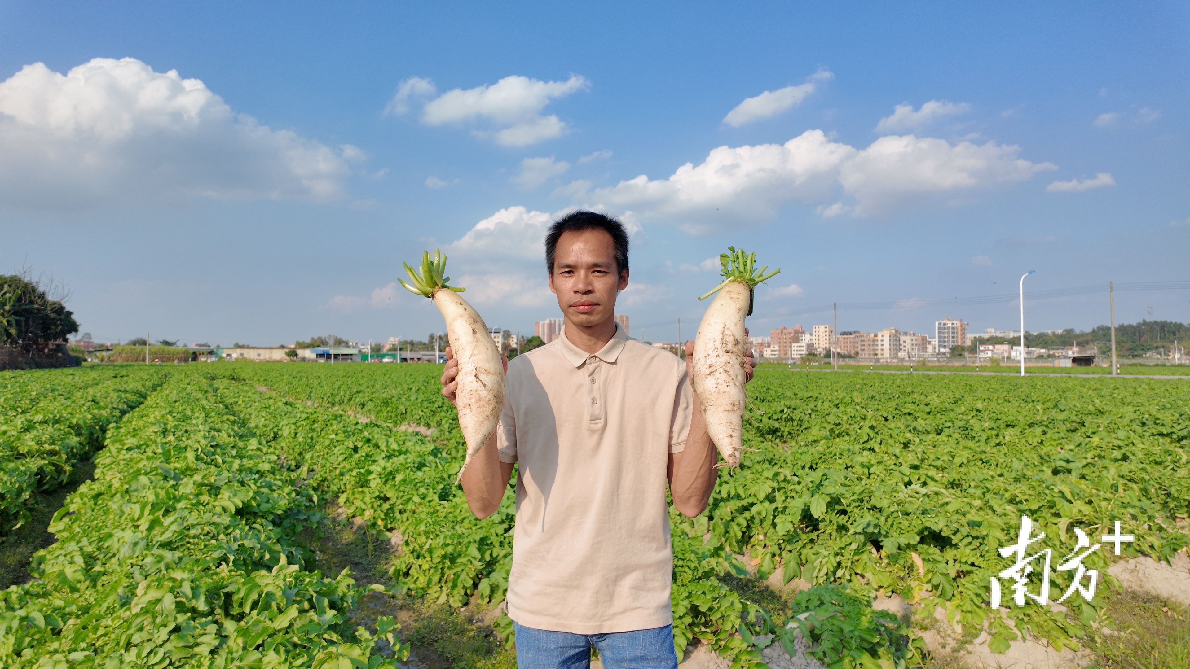 甜水萝卜质地雪白、嫩滑脆甜、爽口无渣。