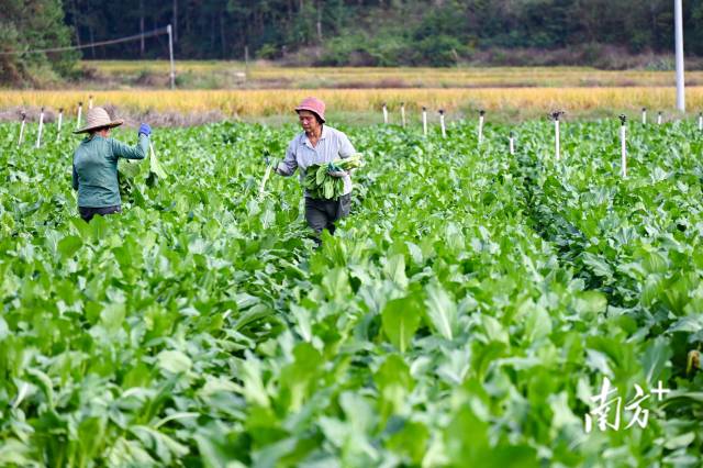 連州菜心省級現(xiàn)代農(nóng)業(yè)產(chǎn)業(yè)園西岸東江基地。 南方+ 張曉欣 拍攝