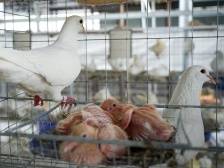 食在广东，鸽出兴宁① | 兴宁为何能成为广东最大的肉鸽集散地