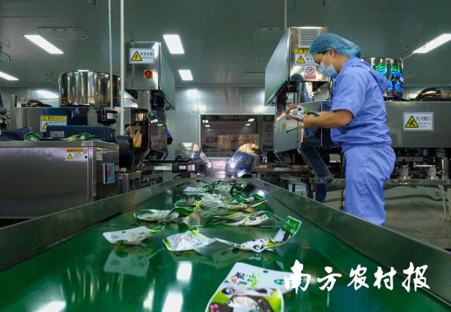 西牛麻竹筍食品加工流水線,。（王榕 攝） 