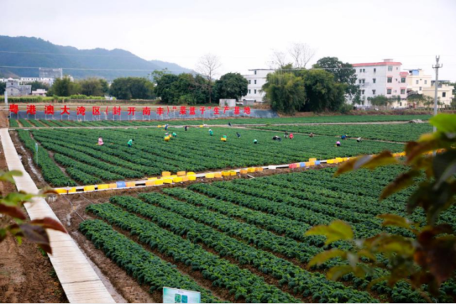 数智引领，肇庆帮扶三年绘就乡村振兴绿色致富梦