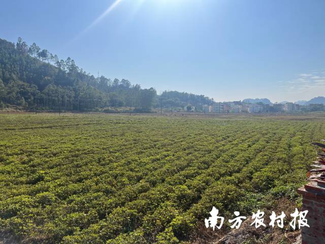 花生全程机械化演示推广会花生