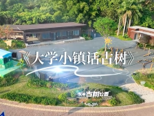 话绿美｜珠海青年学子：大学小镇话古树