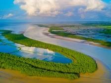 晨观山海|湛江两个万亩级红树林呼之欲出