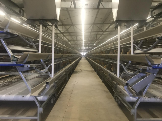 清农集团清远麻鸡孵化场