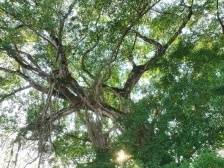 绿美英州·古树说④ | 广东十大最美古树，就在英德这条村！