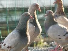 食在广东，鸽出兴宁③ | 玩转科技，鸽子在兴宁如何过上“智慧”生活？