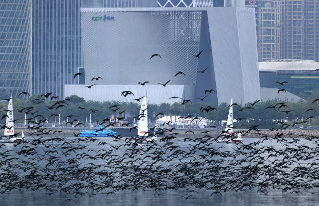 深圳“最具颜值”街道：霓虹耀都会，碧浪抚长滩｜从“街道画像”看深圳高质量发展