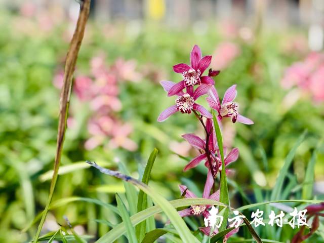 南方农村报 任峻男 拍摄