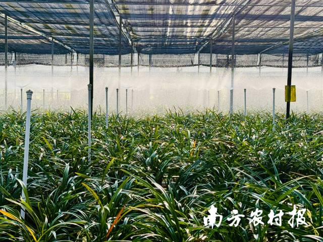 南方农村报 任峻男 拍摄