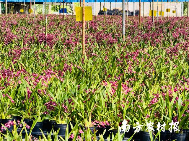 南方农村报 任峻男 拍摄