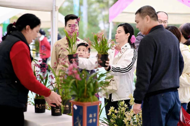 2024年石狗兰花旅游文化节现场，市民选购年花。图自肇庆市广播电视台
