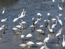 去这里，与“黑面天使”相遇 | 周末叹广东