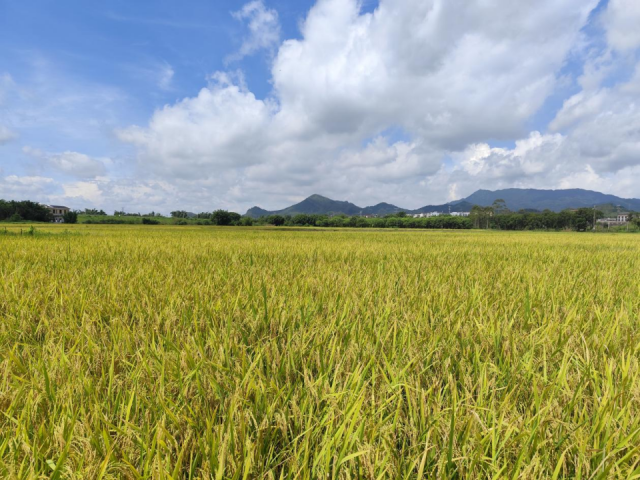 飞农农业和飞来峡镇潖江口村“再生稻+虾养殖”轮作项目