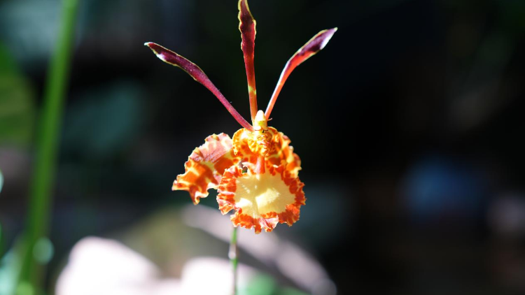 首部“年花”賀歲微短劇,，《父愛如蘭》開機(jī),！