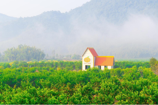 四会沙糖桔田园综合体景色怡人