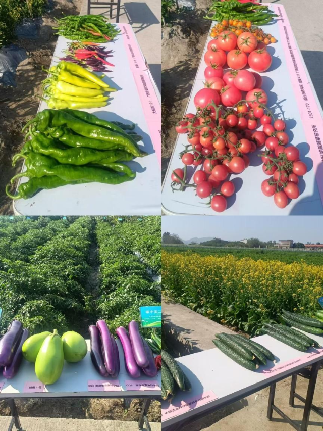 各样冬种蔬菜。 各样冬种蔬菜。