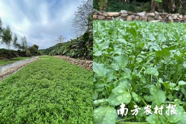 从化冬种蔬菜名片——流溪西洋菜。 