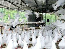 广东每7只鸽子有1只来自兴宁！揭秘兴宁鸽如何“飞进”千家万户