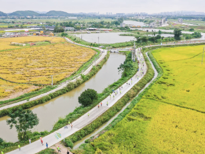 水质连续多年稳定，佛山高明这条母亲河如何焕新？| 粤来粤美看河湖