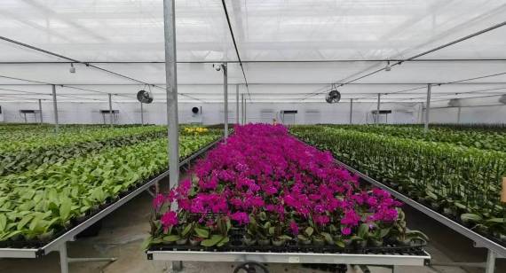 兰花种植基地内成片的兰花。