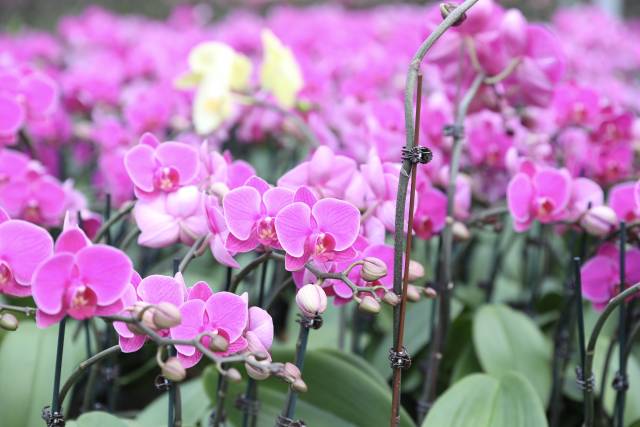 蝴蝶兰。