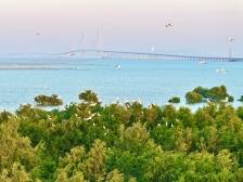 跨越黄茅海，一起来观鸟！绿美江门欢迎您