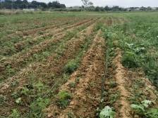 韶关武江重阳镇：种植大葱，拓宽振兴路