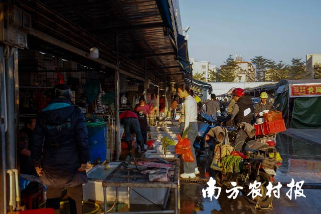 板芙天光墟位于板芙河西片区主干道旁，交通便利，周边的村民大多来这个市场买菜、买鱼。 