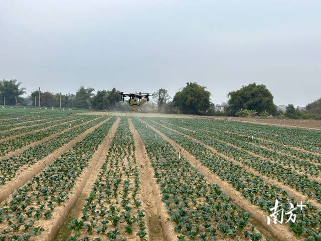 每日300万人都在吃的蔬菜，是这样种出来的→