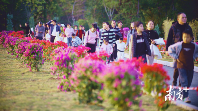 12月8日，新丰江九里湖森林公园时隔8个月向公众重新开放，首日人流量约一万人次。陈剑云 摄
