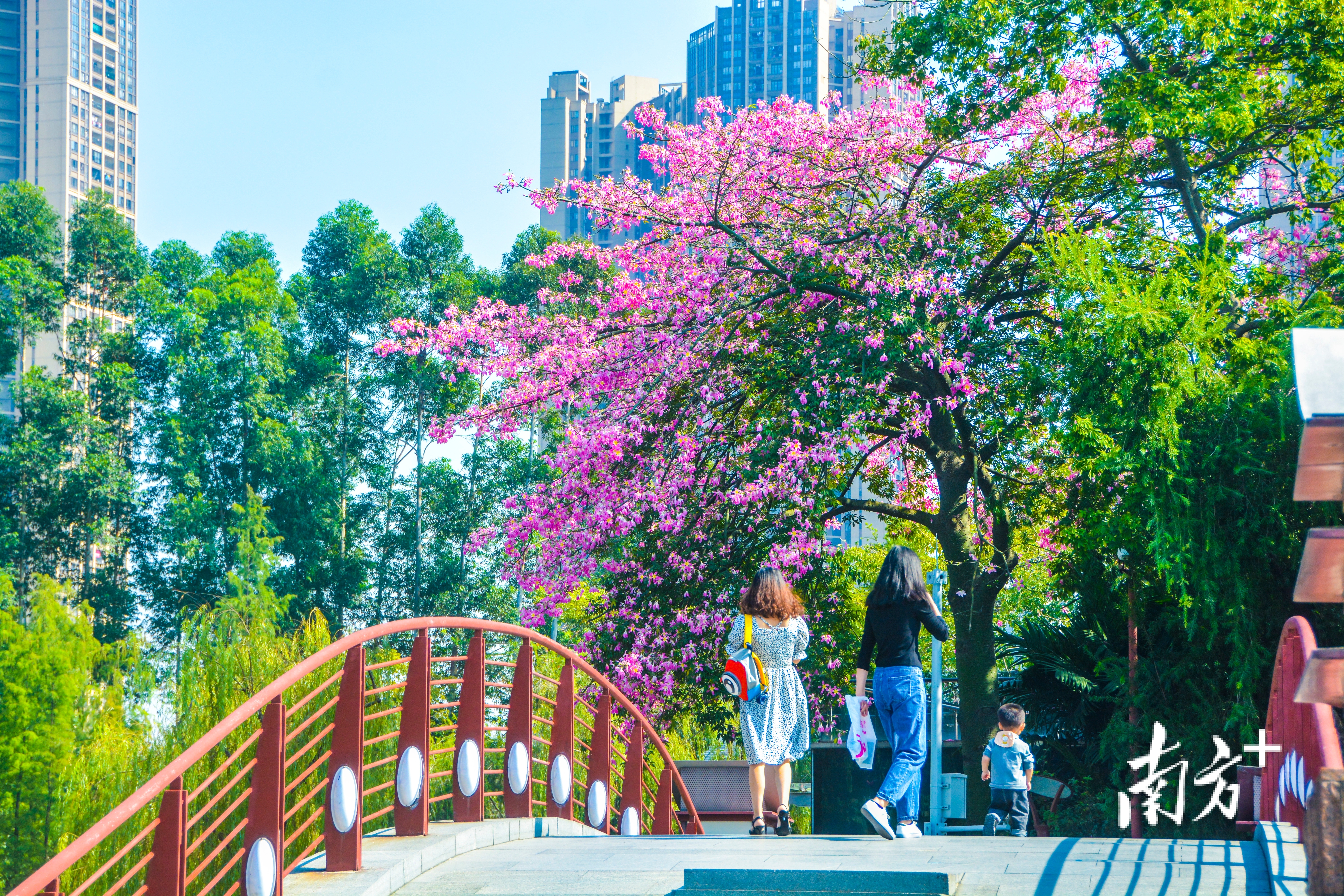 桂城宜居宜业宜游。桂城宣办供图