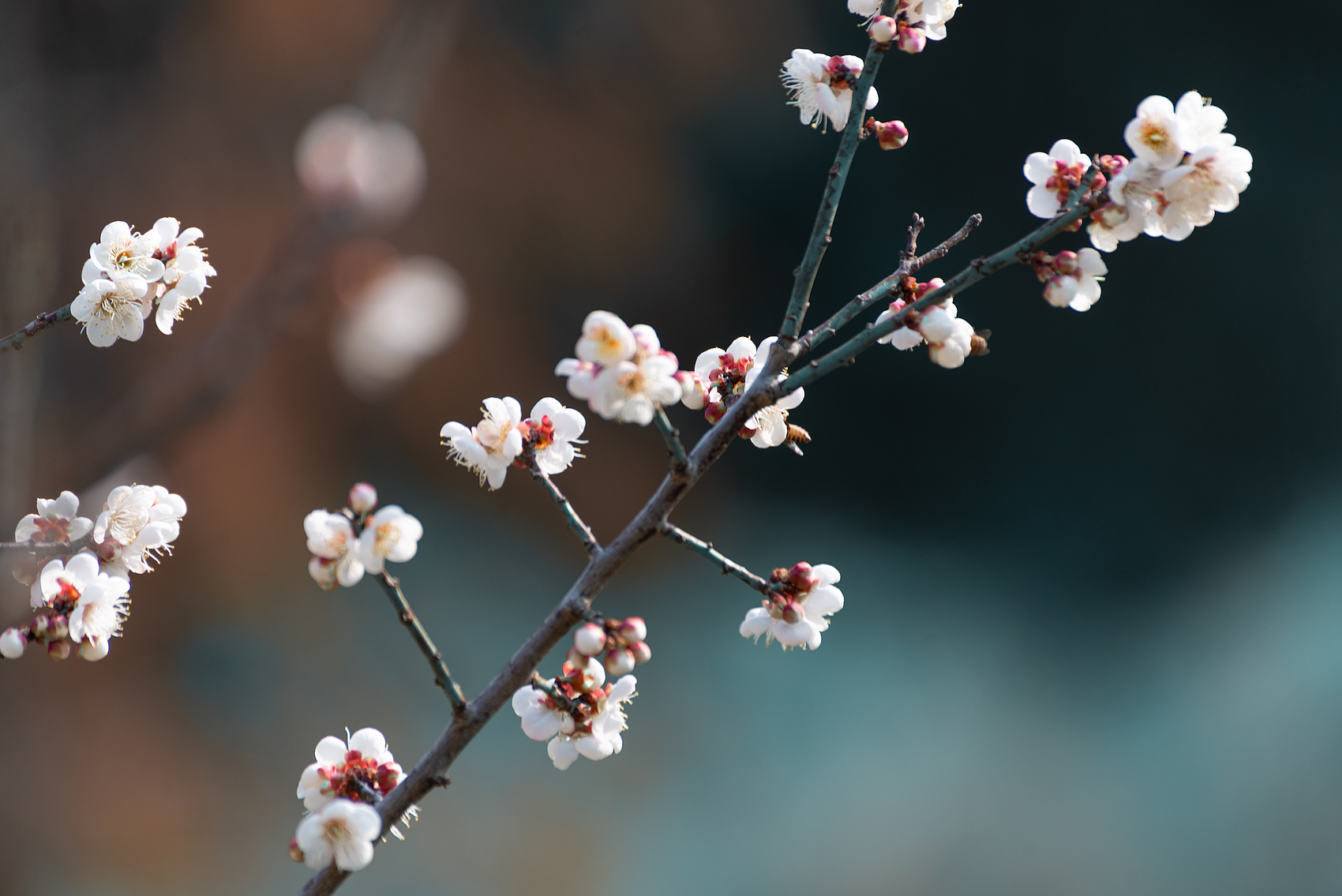 香雪其实就是梅花。 视觉中国供图