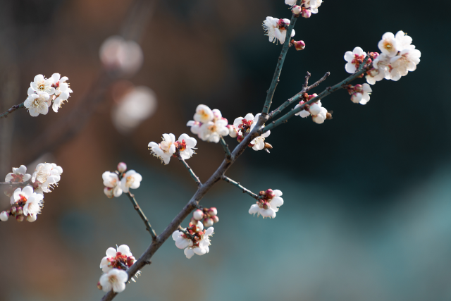 香雪其实就是香雪梅花。 视觉中国供图