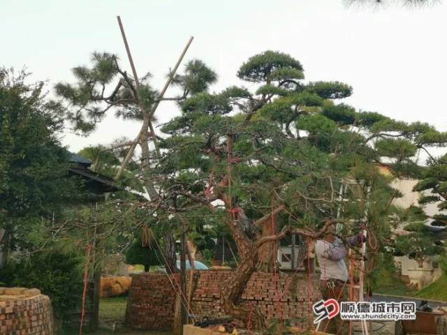 在花场工作的罗亨村民。