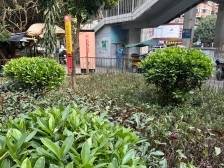 海珠南华西街道：凝心聚“绿”换新颜，社区蝶变迎新春