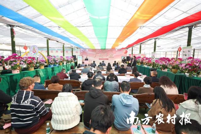 2025年广州年花推选营销行动在广州花卉钻研中间广花花卉超市举行。