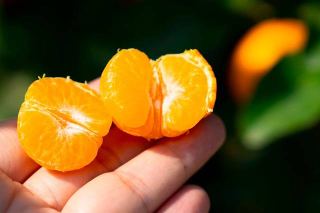 四会沙糖桔口感清甜，是冬天的“明星水果”。