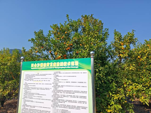 四会市沙糖桔省级现代农业产业园。