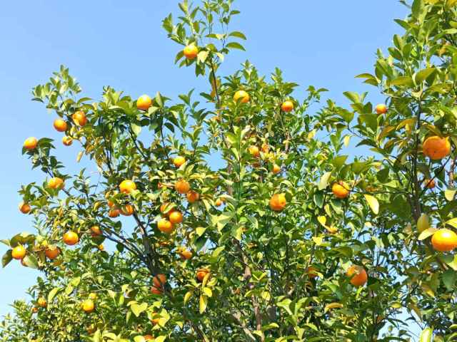 四会沙糖桔结满枝头。