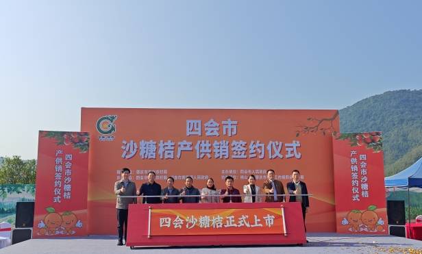四会沙糖桔正式上市启动仪式。