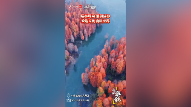 层林尽染，落羽成杉，欢迎来到中山油画世界｜南方+拍客·越睇粤靓