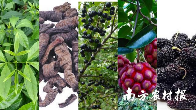 部分云浮罗定盛产的“岭南十大名药材”。