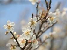 避开客流高峰，来广州黄埔静享​“萝岗香雪”