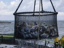 20万元！过去一年，阳江所有行政村集体收入突破这个数 | 百千万 又一年