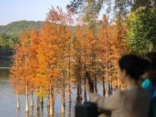 广州麓湖秋色如画！周末快来打卡吧