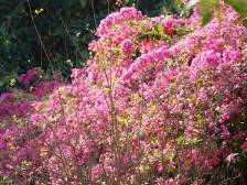 一片山花待春归——民俗学家叶春生教授琐忆