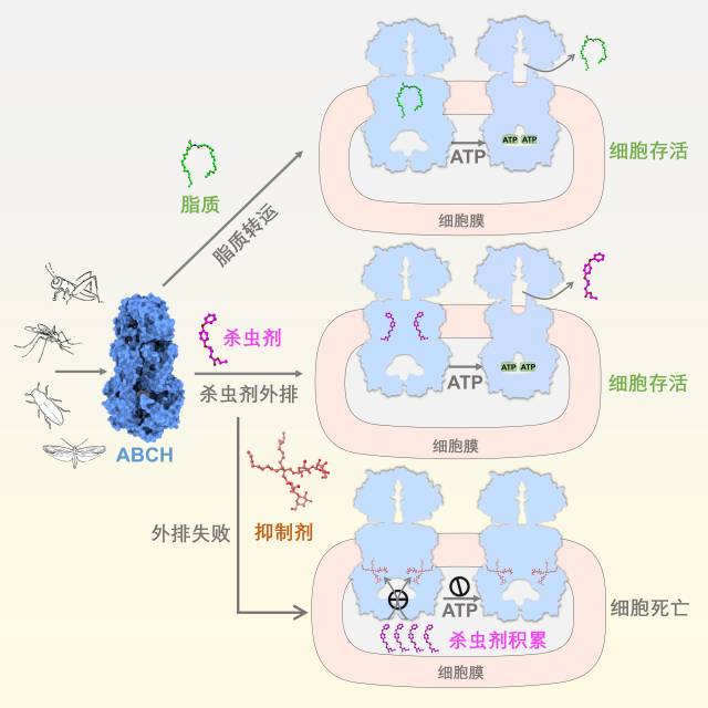 ABCH转运蛋白工作示意图。（图片来源：基因组所）